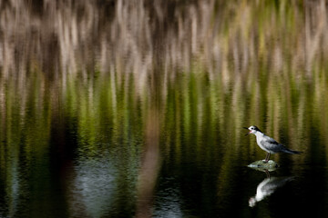 Closeup of a plover screaming perched on stone in a lake reflecting itself and green trees