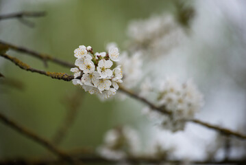 closeup of cherry blossom branch in a public garden