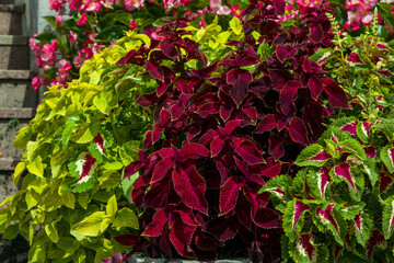 Beautiful decorative coleus plant or Painted Nettle with colorful bright red, green and yellow leaves, growing in the garden