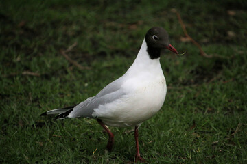A close up of a Black Headed Gull