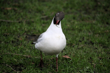 A close up of a Black Headed Gull