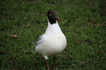 A close up of a Black Headed Gull