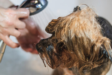 Yorkshire terrier dog washing and grooming at home