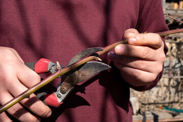 gardener's hands pruning a vine with a pruner