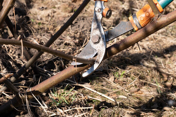 cutting spring trees with secateurs,garden cleaning pruning vines.