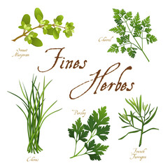 Fines Herbes, classic French herb blend for cooking: Sweet Marjoram, Chervil, Chives, Italian Parsley, French Tarragon, isolated on white. 