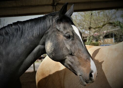 Portrait of beautiful black horse on the farm