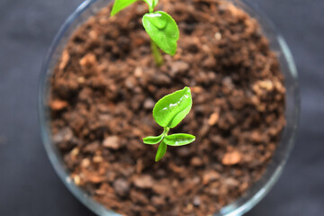 leaf with water drop, potted plant, orange tree sprout, earth