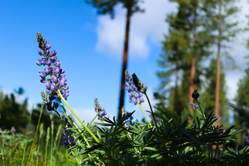 Closeup shot of lavenders growing in a field in Suncadia, Washington