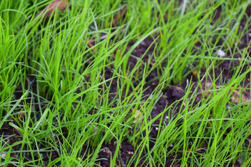 grass growing in the soil