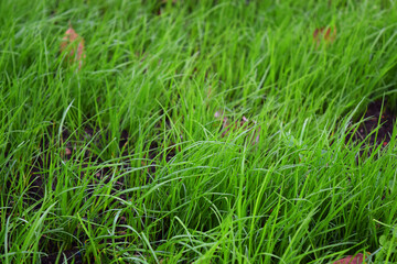 green grass with dew drops