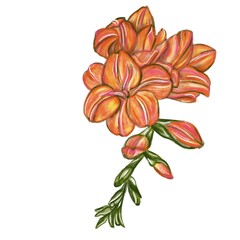 Sketch of freesia flower and orange yellow colors. Illustration for postcard, poster, textile print.