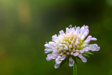 Close-up of a flowering clover in a meadow.