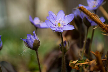 Fototapeta na wymiar Purple flowers in spring in the garden
