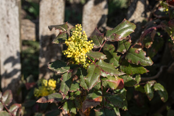 yellow buds of a holly leaved mahonia