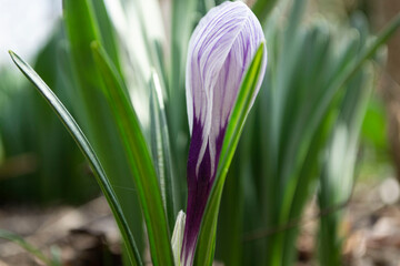 purple crocus flowers
