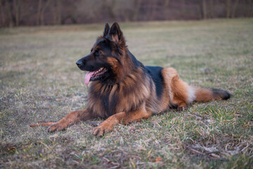 beautiful big dog german shepherd