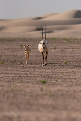 An Arabian Oryx in the UAE desert