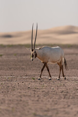 An Arabian Oryx in the UAE desert