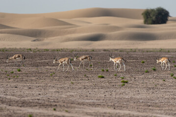 Fototapeta na wymiar Gazelles in the desert of United Arab Emirates
