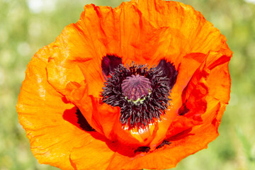 Bright red poppy flower close-up. Soft focus. Blurred background.