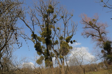 mistletoe on a tree in spring 
