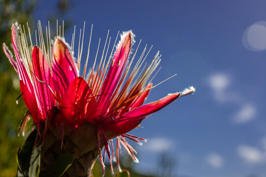Closeup shot of growing Protea eximia shrub in Western Cape
