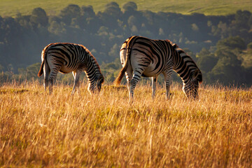 Closeup shot of Zebras in a reserve