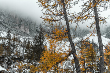 Scenic view of a forest against mountains covered with snow and fog in Julian Alps, Slovenia