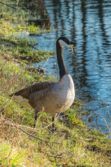 An alert goose stands on the shore of a lake.