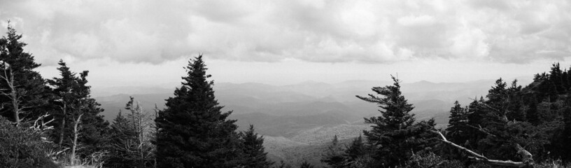 Grayscale panoramic shot of a forest on a hill