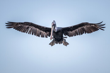 Closeup shot of a brown pelican on blue sky background