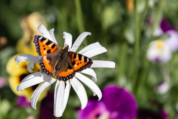 Obraz premium red-orange butterfly with spread wings on a white chamomile on a green floral blurred background