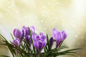 beautiful bouquet of lilac crocuses on a yellow-green background with highlights and light spots