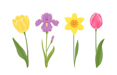Spring flowers set. Blooming yellow and pink tulip, purple iris and narcissus with stems and green leaves isolated on white background. Vector botanical illustration in cartoon flat style.
