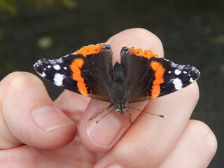 un Bonjour de ce papillon à un petit garçon
