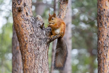 Selbstklebende Fototapeten a small red squirrel sits on a tree branch in a summer forest, holds food in its paws © Natalya