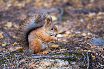 Naklejka na ściany i meble close-up cute little squirrel sits on the ground on its hind legs and holds nuts in its paws