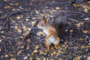 a little cute squirrel stands on the ground in the forest on its hind legs