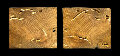 Wormy hornbeam wood, can be used as background, wood grain texture