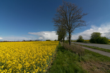 Gelb blühendes Rapsfeld an der Landstraße bei Schmoel in Holstein Frühling.