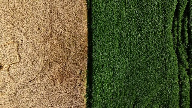 Aerial drone view over border between yellow wheat field and green agricultural field. Top view two halves of fields. Rural landscape scenery country. Agricultural natural background. Crop fields
