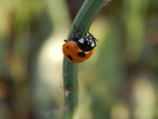 coccinelle en balade