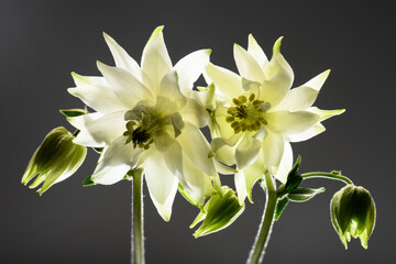 white flowers on a gray background, close-up, studio shot, aquilegia buds.