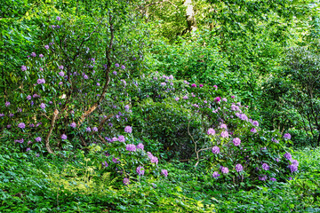 Blumenbusch in rosaviolett im Wald 