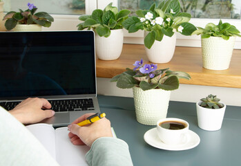 Online education at home concept. Adult woman's hand, laptop and house plant on desk.