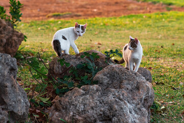 Naklejka na ściany i meble kittens among the boulders at the edge of the field