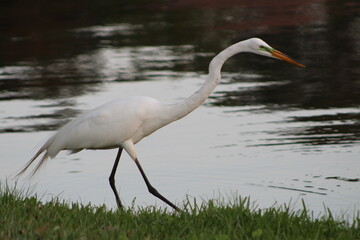 A Great Egret on Grass