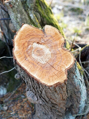 Cut tree trunk. We see fresh wood with a nice drawing.
