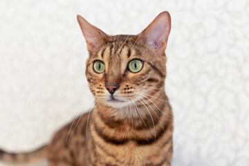 The Bengal cat is a purebred cat. Pets. Close-up